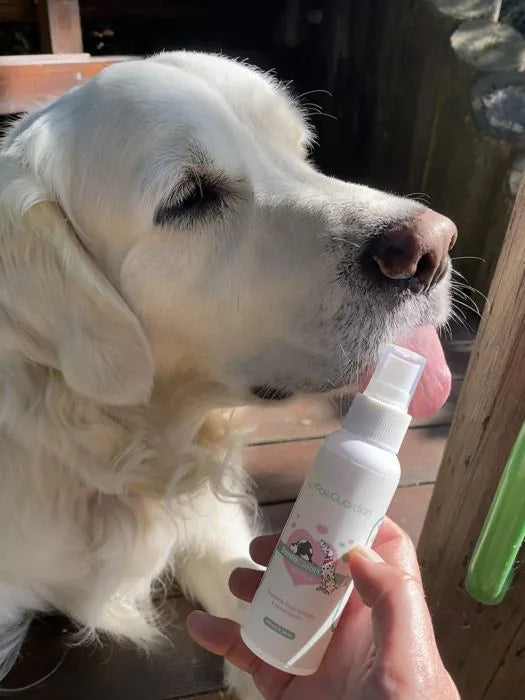 Golden retriever next to a bottle of DentaClean