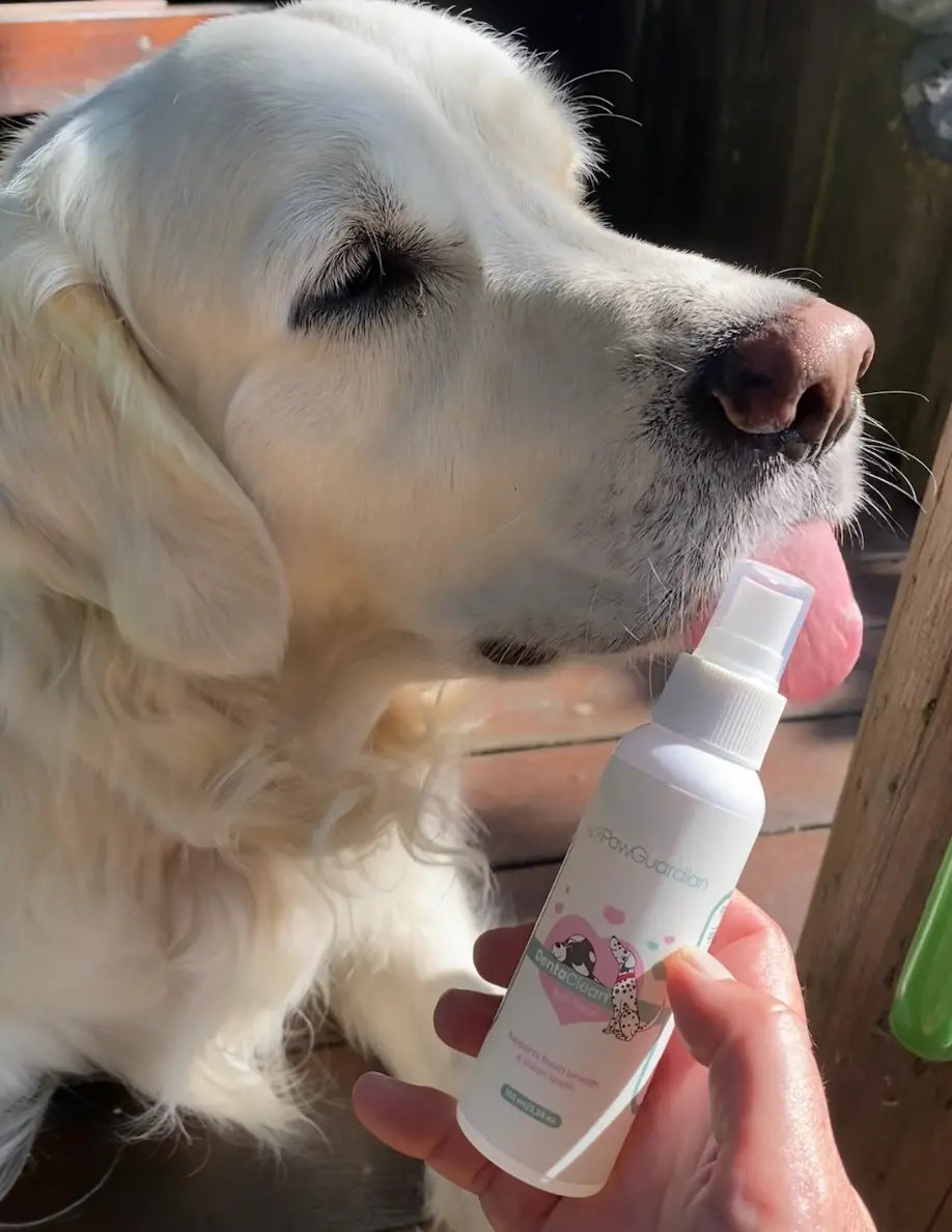 Bad Dog Breath: 6 Causes And What You Can Actually Do About It