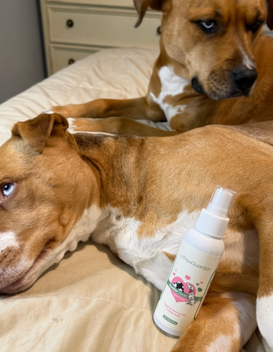 How to Clean Your Dog's Teeth Without a Toothbrush (And Why It Actually Works Better)
