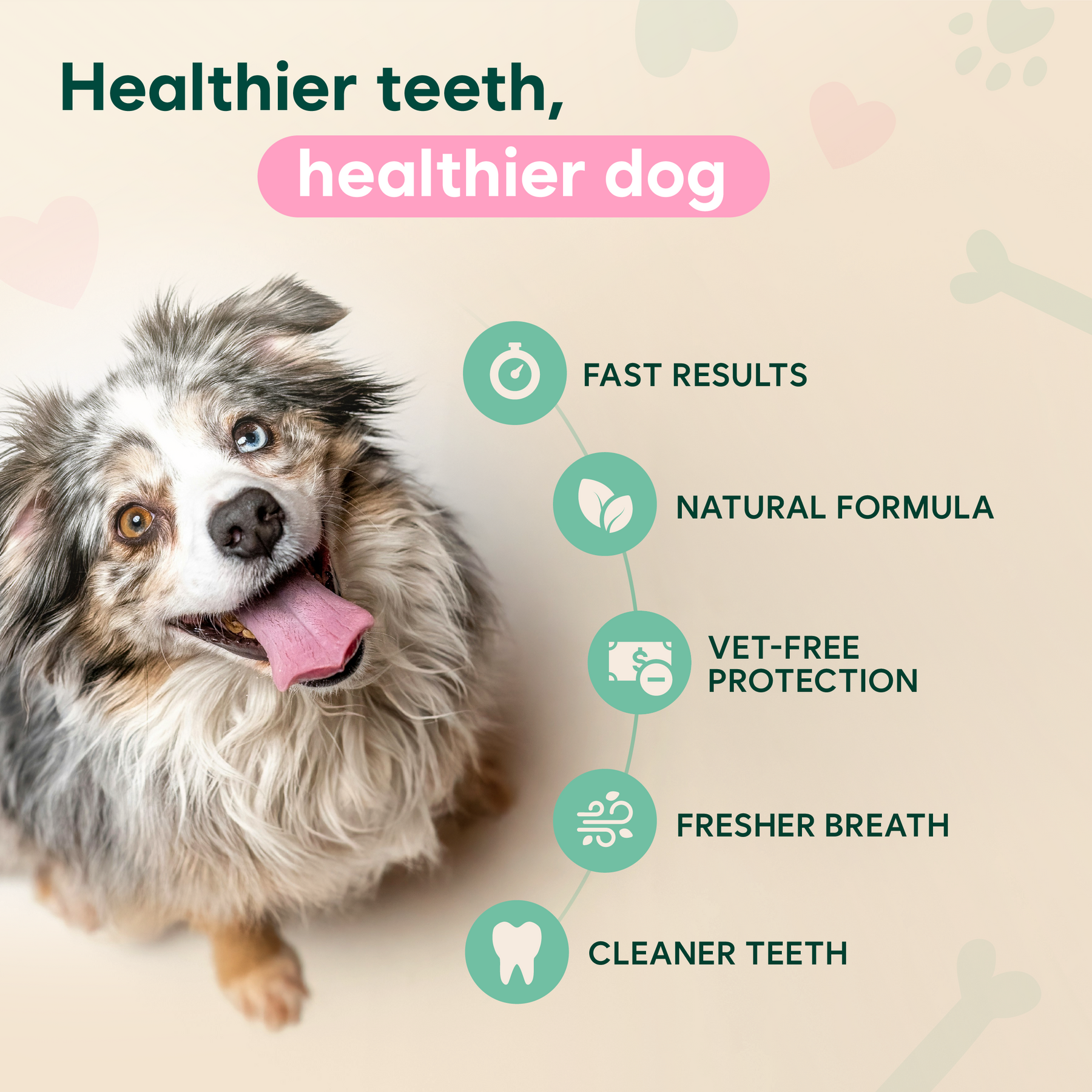 Breathing Rate Australian Shepherd Rapid Breathing How Often Do