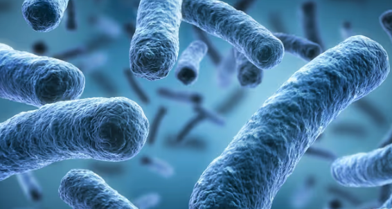 DENTACLEAN® - Dogs/Cats 22 Capture d ecran 2025 04