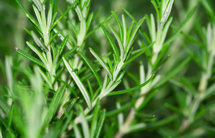 DENTACLEAN® - Dogs/Cats 23 Capture d ecran 2025 04