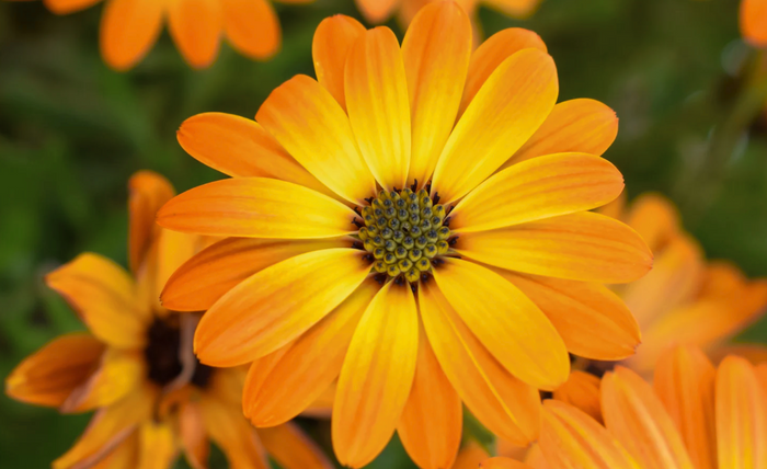 DENTACLEAN® - Dogs/Cats 24 Capture d ecran 2025 04