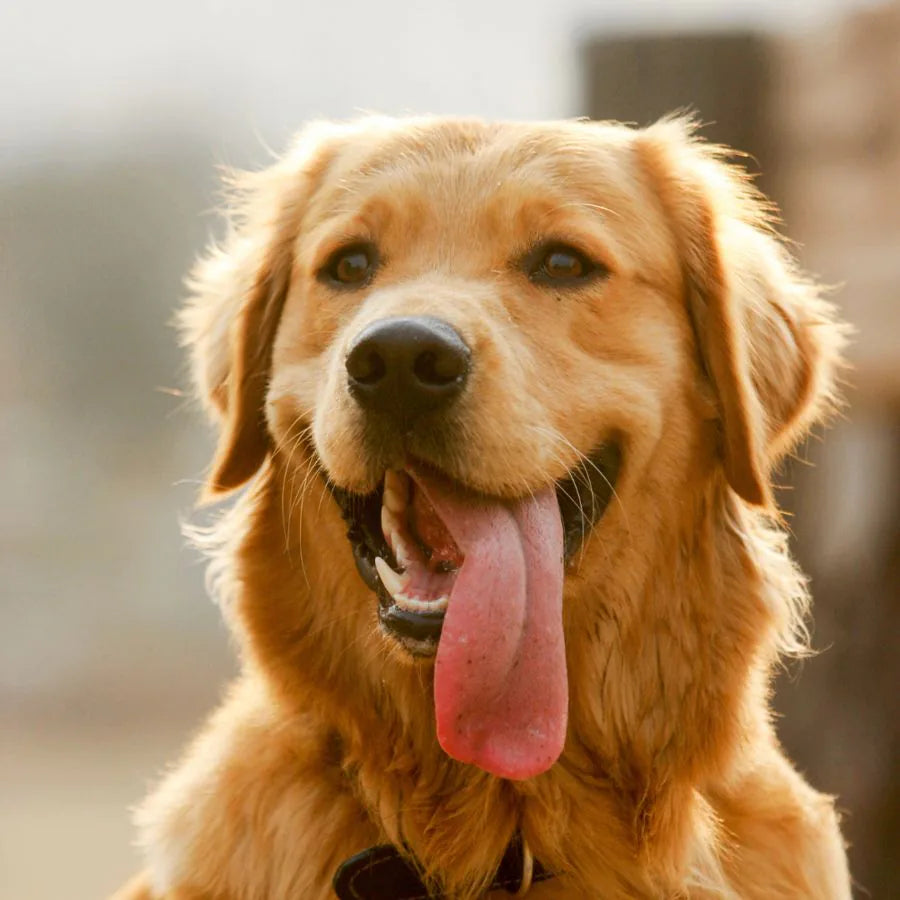 Happy golden retriever with its tongue out